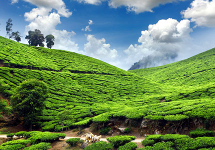 Tea Tourism Places to Visit in Kerala