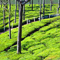 Munnar