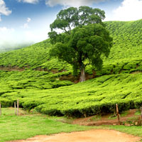 Munnar