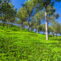 Munnar