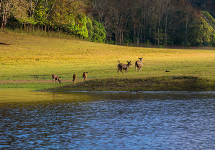 Periyar National Park